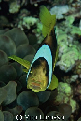 Fishs - Amphiprion bicinctus by Vito Lorusso 